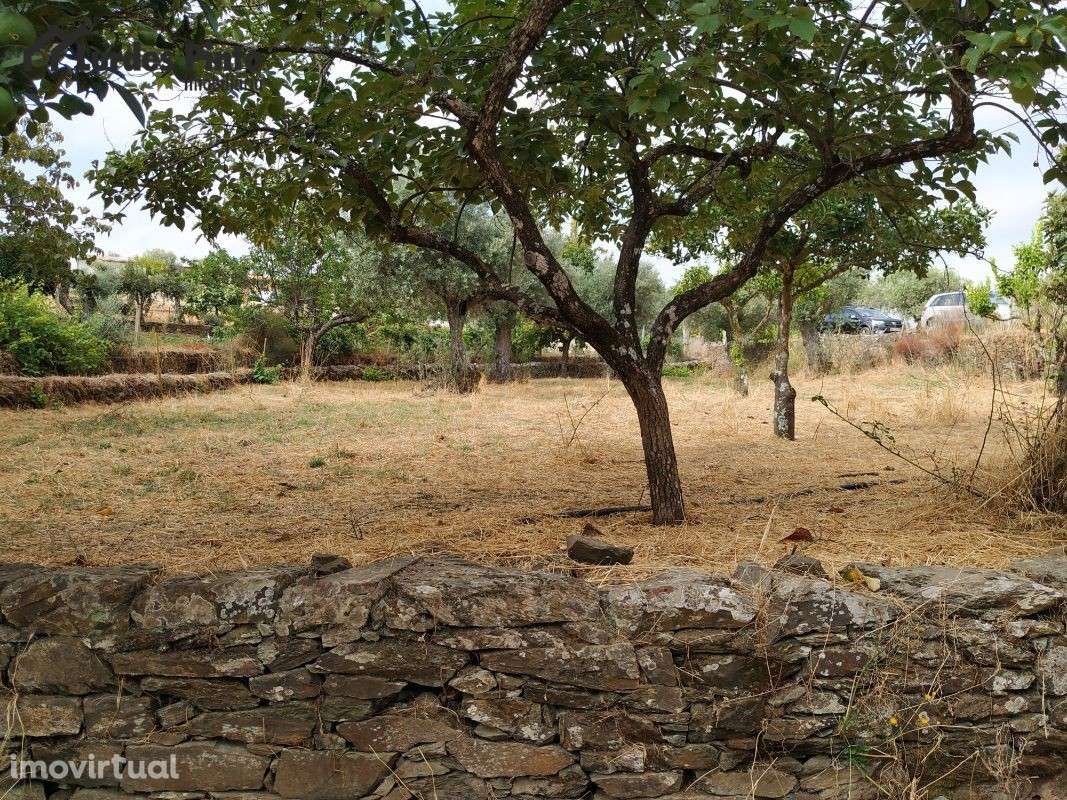 Quinta com muitas árvores de fruto - Grande imagem: 4/20