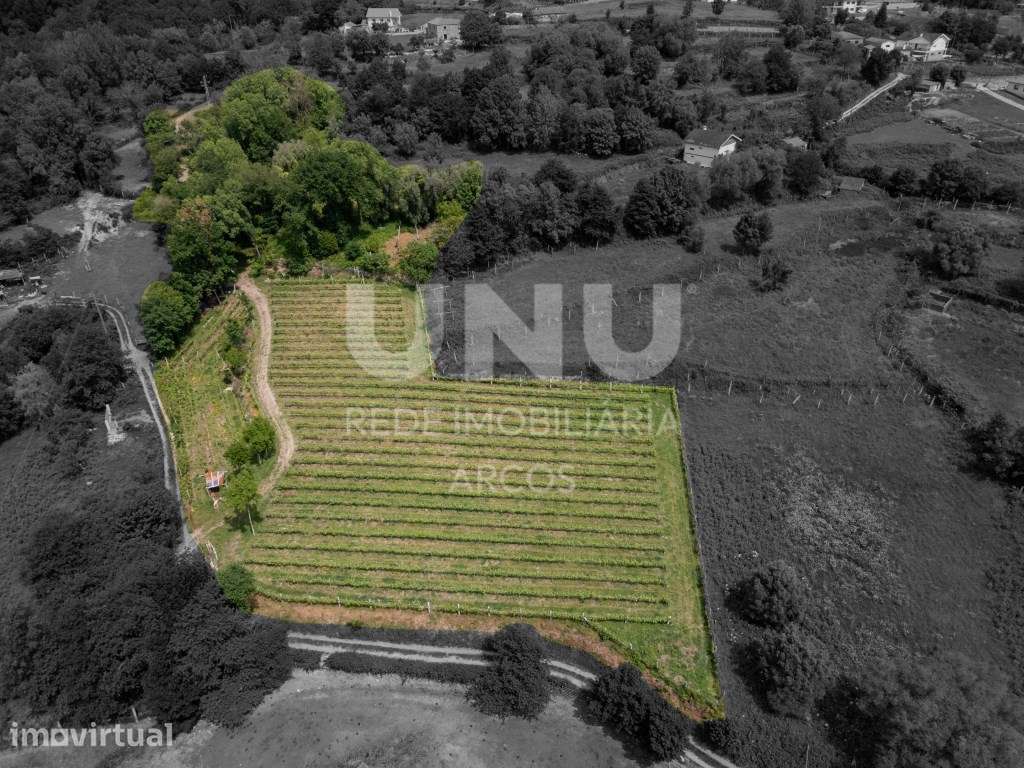 Quinta Vinícola - Grande imagem: 5/12