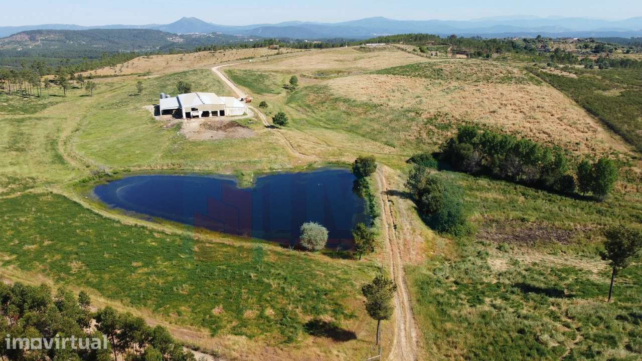 Herdade com 14Ha -Lomba Chã- Sarzedas - 20 min de Castelo Branco - Grande imagem: 3/49