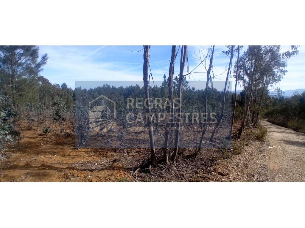 TERRENO RÚSTICO (FLORESTAL) - QUINHÃO HEREDITÁRIO
SANTO ANDRÉ - VI... - Grande imagem: 2/8