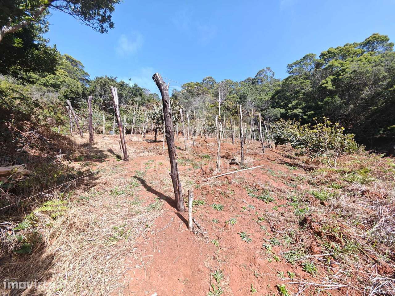 Terreno com 21 500,00 m2 à Venda Em Caniçal - Grande imagem: 5/37