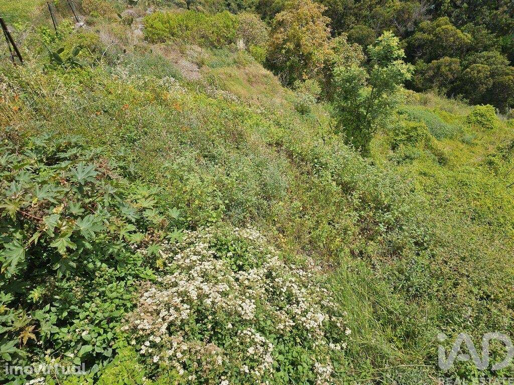 Terreno em Gaula de 3370,00 m2 - Grande imagem: 3/9