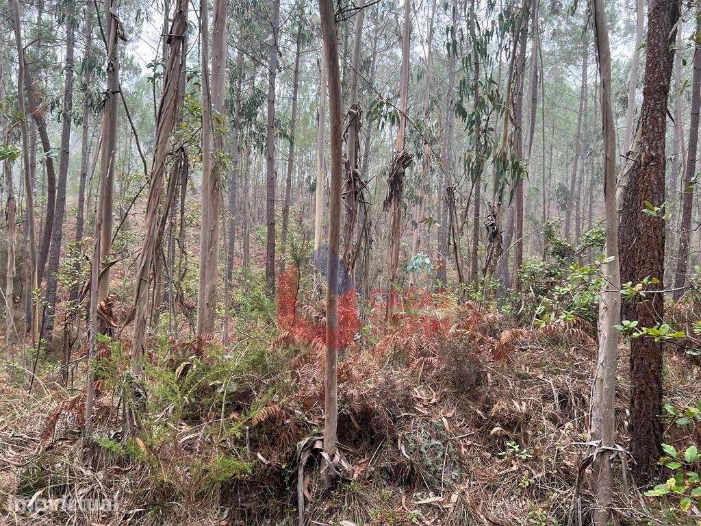 Terreno florestal com 3.000m2 perto do IEJ do Juncal. - Grande imagem: 2/6