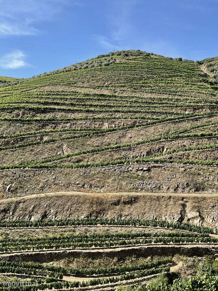 Quinta de 11ha no Coração do Douro com Vinha em Produção e Benefício - Grande imagem: 5/30