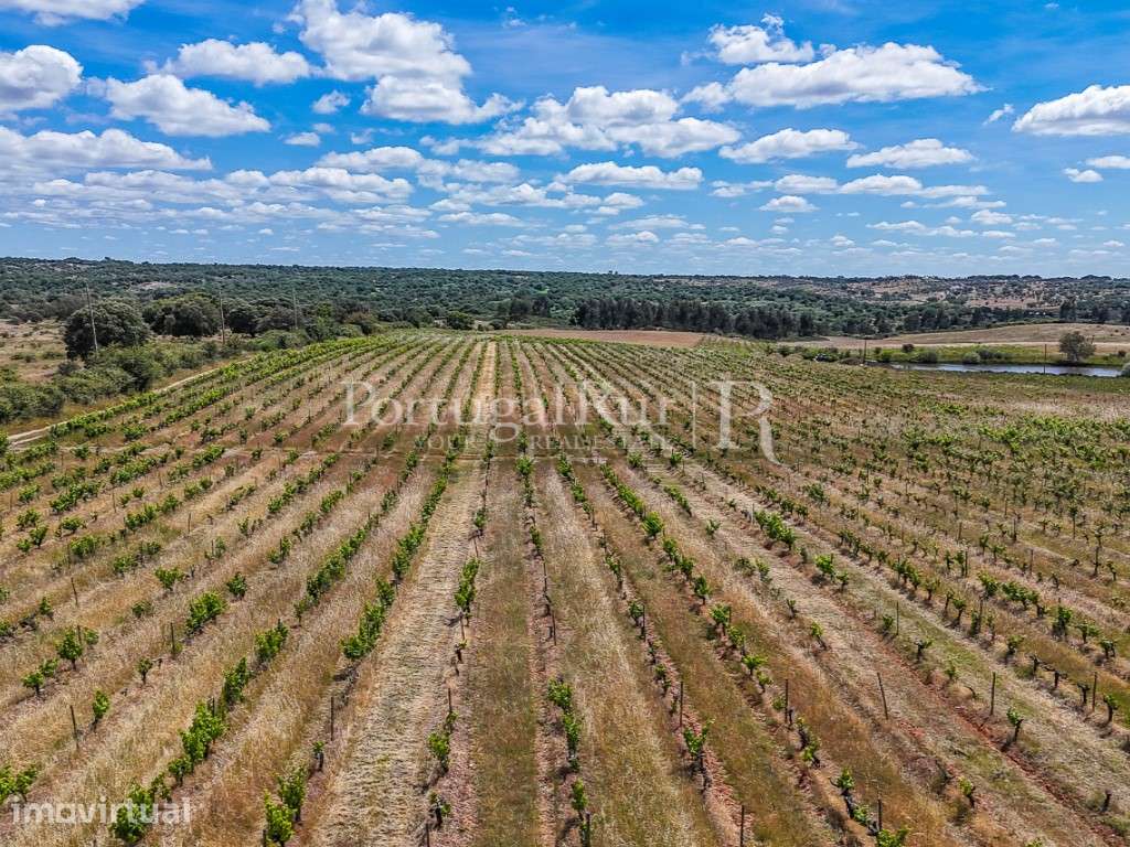 Propriedade vitivinicola com 32ha e marca própria em Nisa - Grande imagem: 5/36