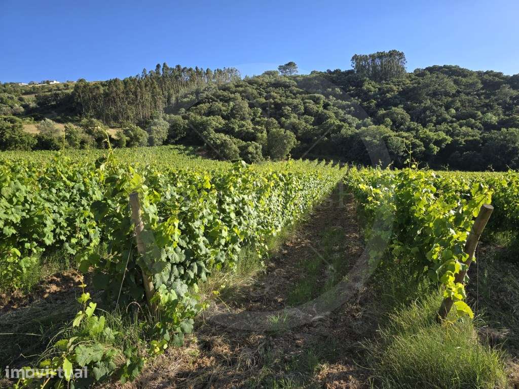 Terreno rústico com 3,1 hectares com vinha em exploração - Grande imagem: 3/15