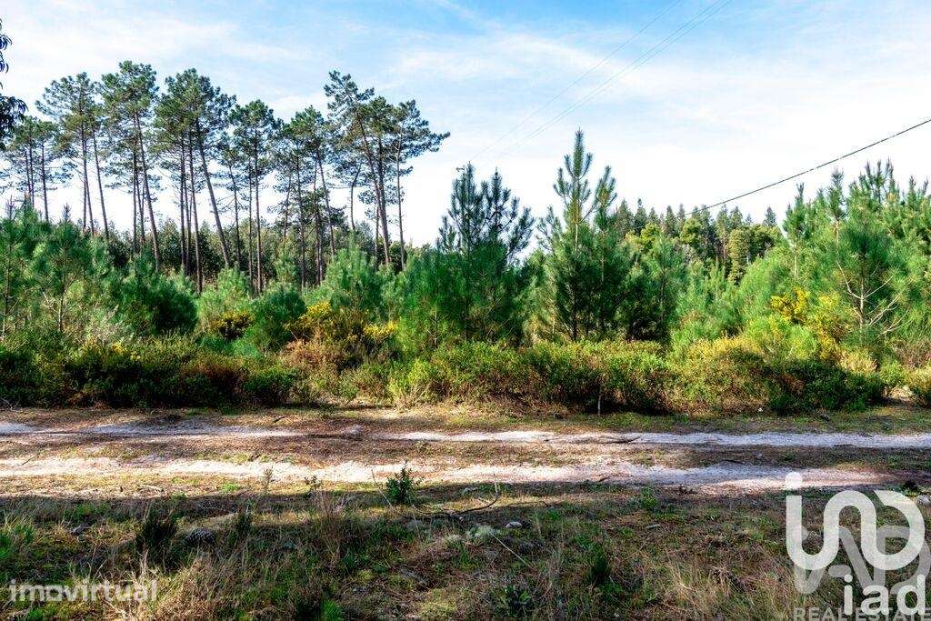 Terreno Agrícola em Marinha Grande - Grande imagem: 2/6