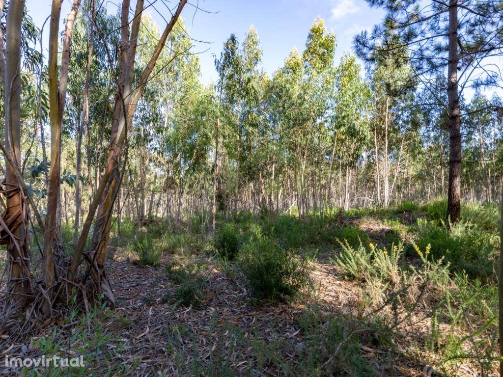 Terreno - Ericeira centro 2 km, A Casa das Casas - Grande imagem: 2/25