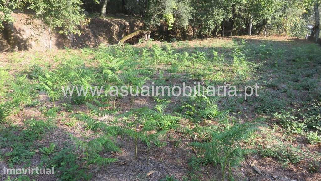 Terreno Agrícola e Bouça - Goães - Grande imagem: 5/9