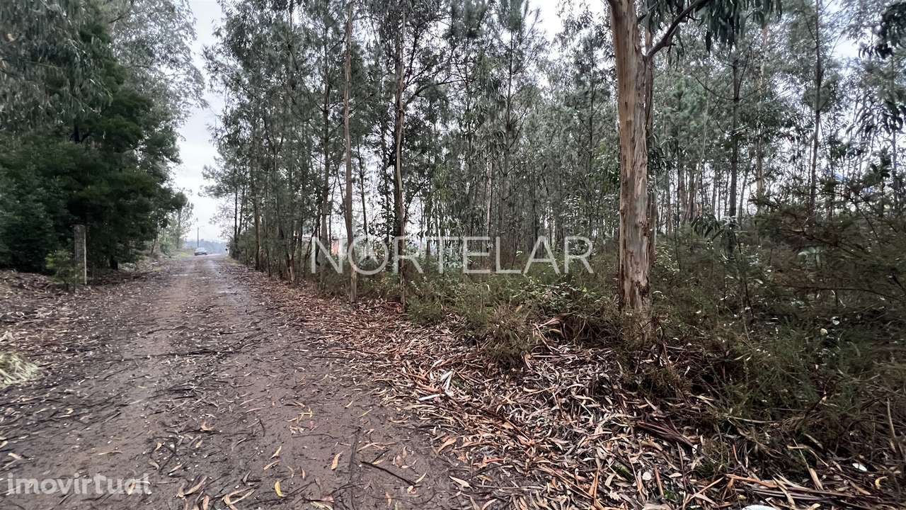 Terreno Rústico com 4.200 m² – Covelas, Trofa - Grande imagem: 4/8