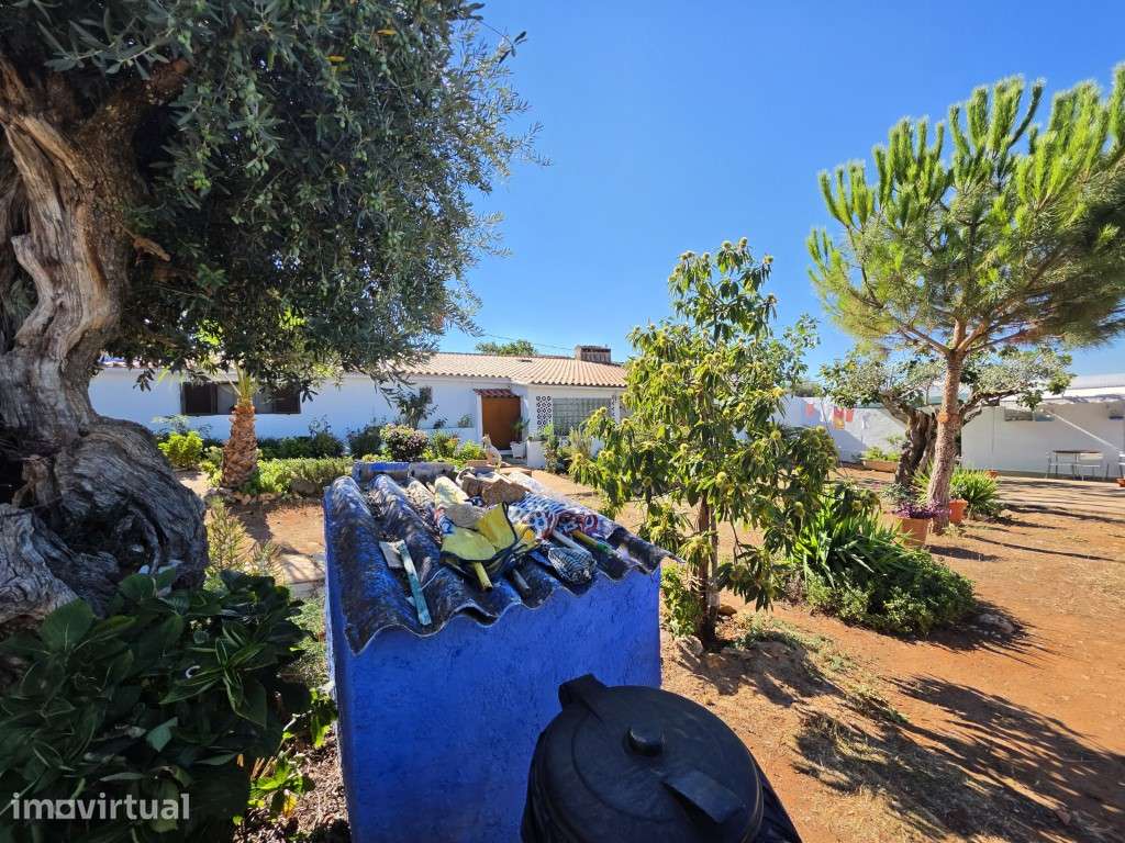 Quintinha T3 com Jardim e Olival | Próxima de Estremoz - Grande imagem: 3/52