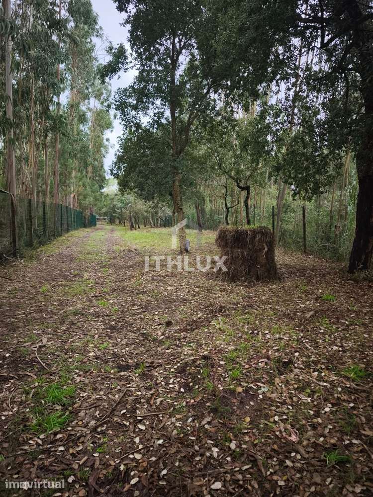 Terreno totalmente vedado 4 Km de Caldas da Rainha - Grande imagem: 5/20