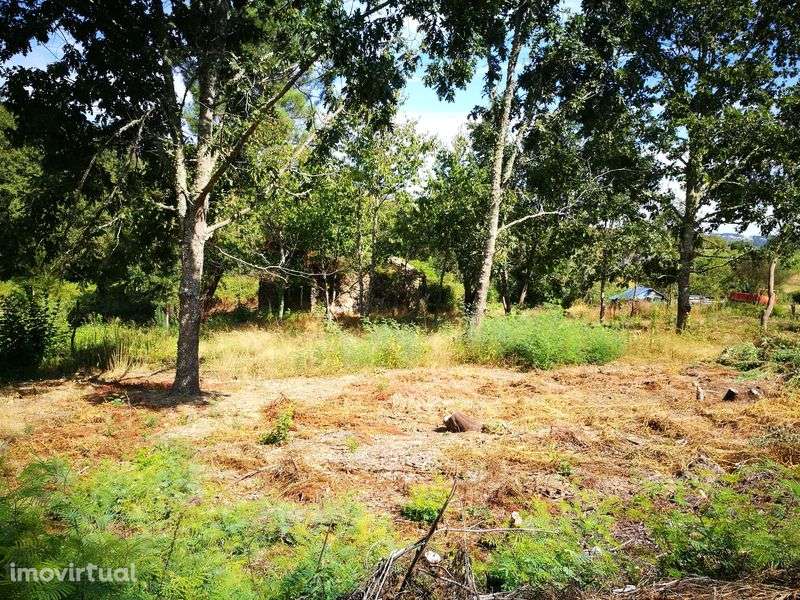 Terreno agrícola + pinhal S. Pedro France, Viseu - Grande imagem: 5/8