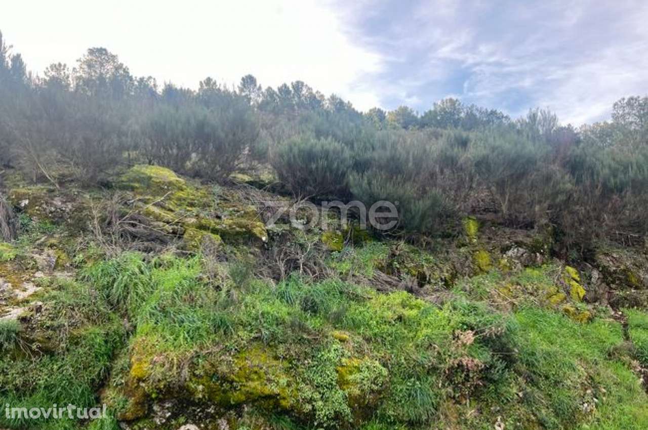 Terreno em Zona Florestal – Ideal para Cultivo ou Caravana - Grande imagem: 4/9