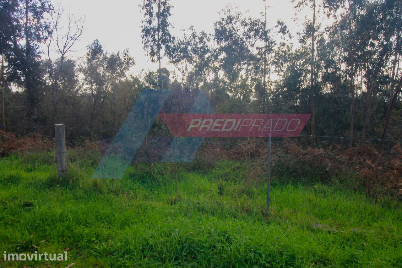 Terreno Florestal com 11822m2! - Grande imagem: 4/9