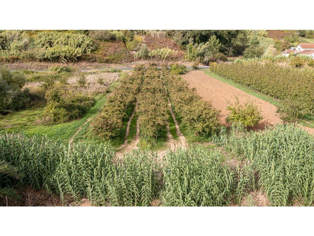 Terreno Rústico ' Franca' - Grande imagem: 2/7