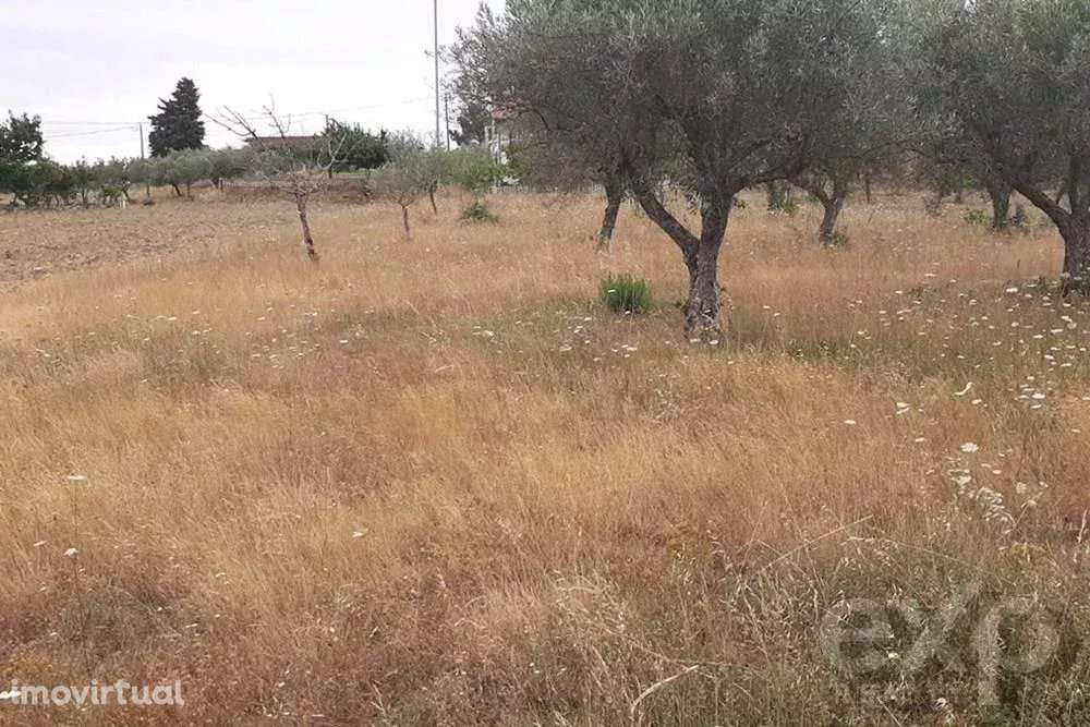 Terreno rústico - Freguesia Bouça - Grande imagem: 5/5
