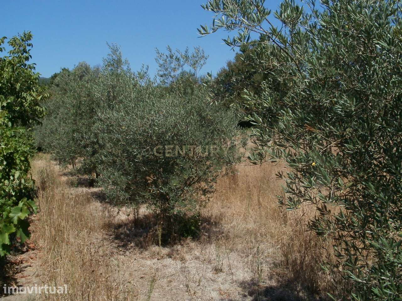 Terreno agricola em Tondela - Grande imagem: 2/6