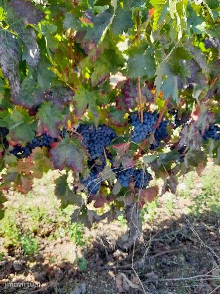 Vinha com 1,9 hectares em Manigoto, Pinhel - Grande imagem: 3/4