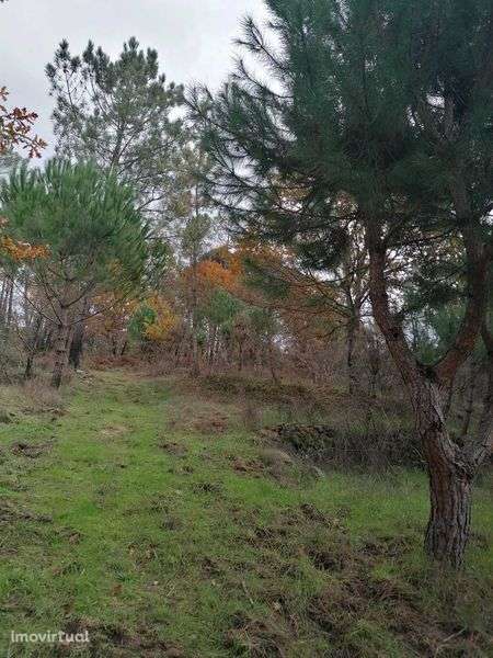 Quinta 20 000 m2 Cabanas de Viriato - Grande imagem: 4/8