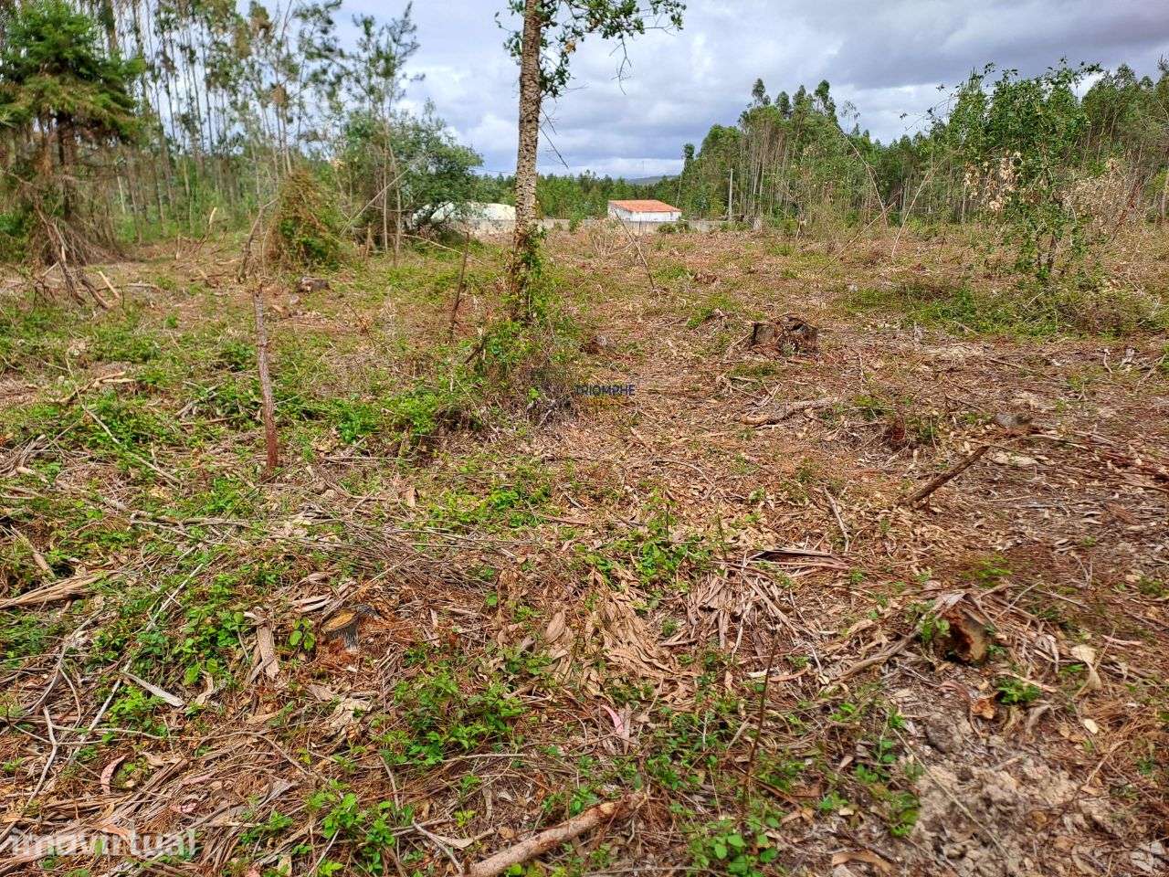Terreno viabilidade construção Hotel Rural São Martinho do Porto - Grande imagem: 2/14