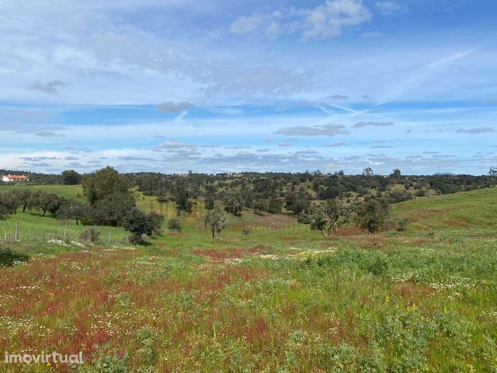 Terreno Rustico com Olival em Vila Nova de São Bento - Serpa - Grande imagem: 2/31
