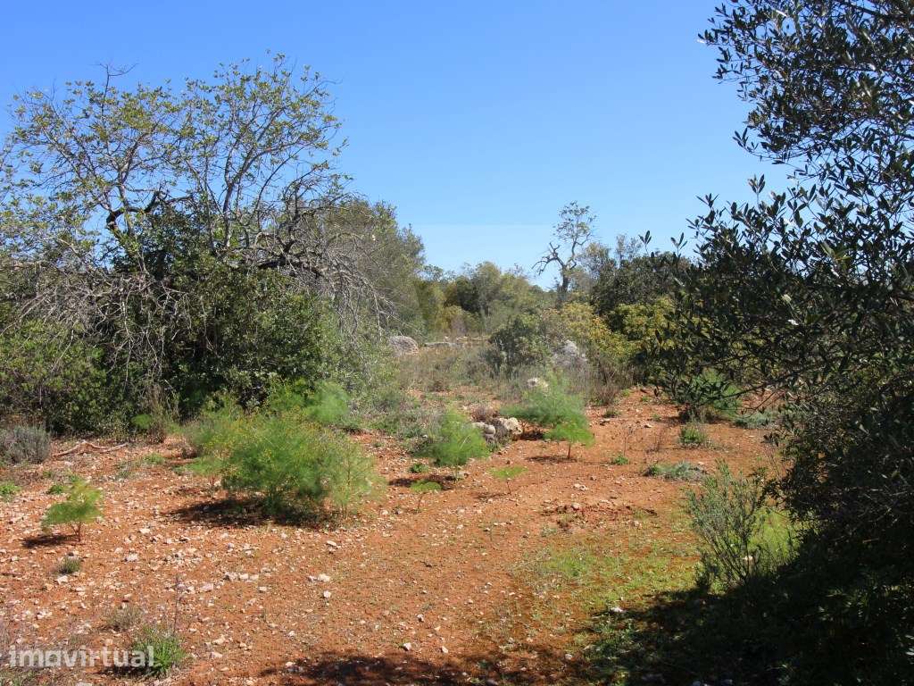Terreno Rústico com arrumo agricola - 7,5 Hectares | Próximo de Mon... - Grande imagem: 3/5