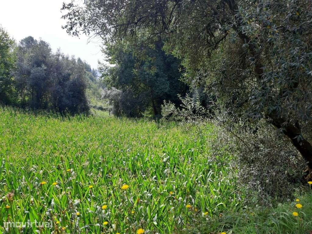 Terreno Agrícola - Valdosende - Grande imagem: 2/10