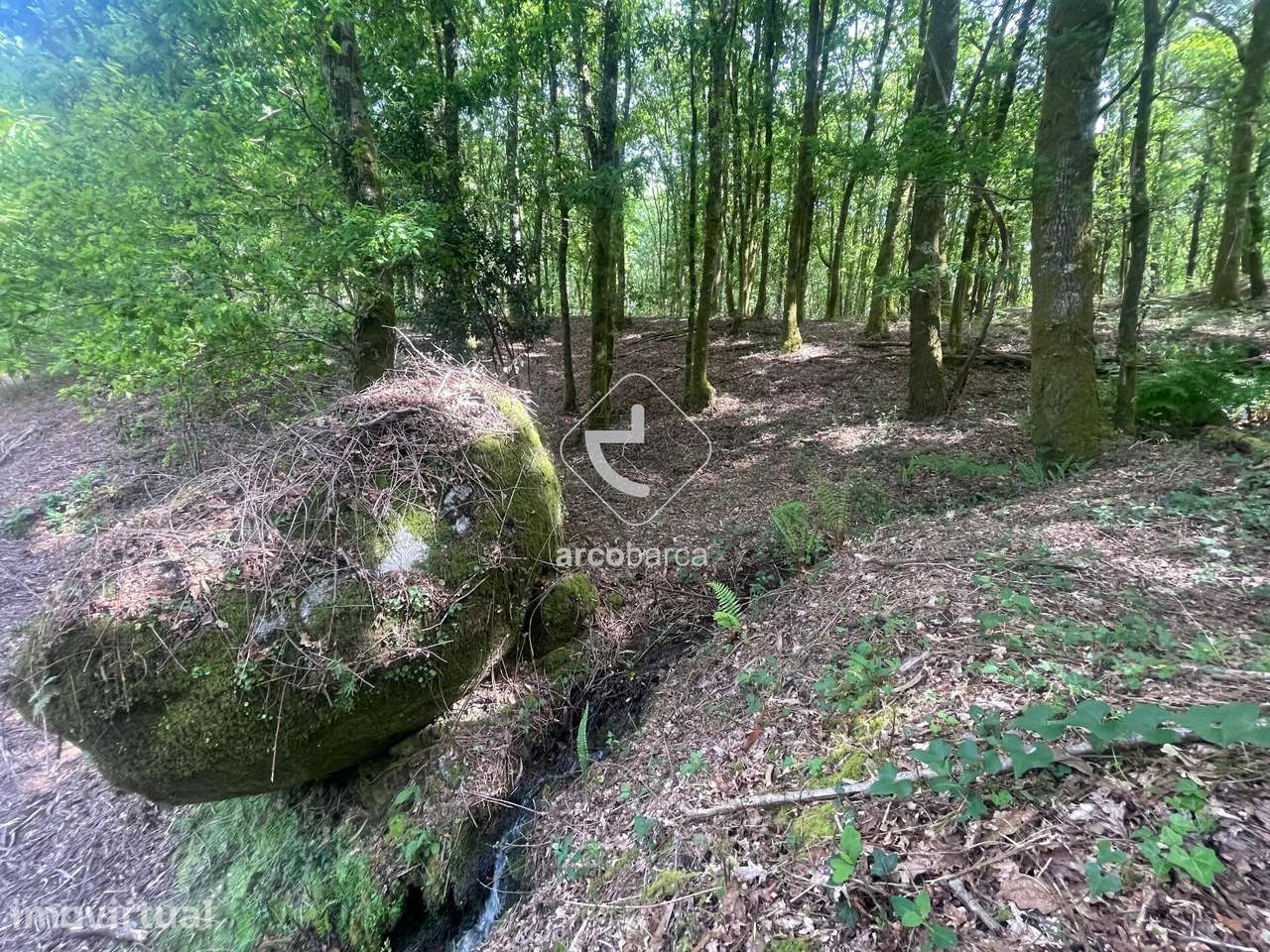 Terreno florestal com 13 160m2 - Formariz - Paredes de Coura - Grande imagem: 5/12