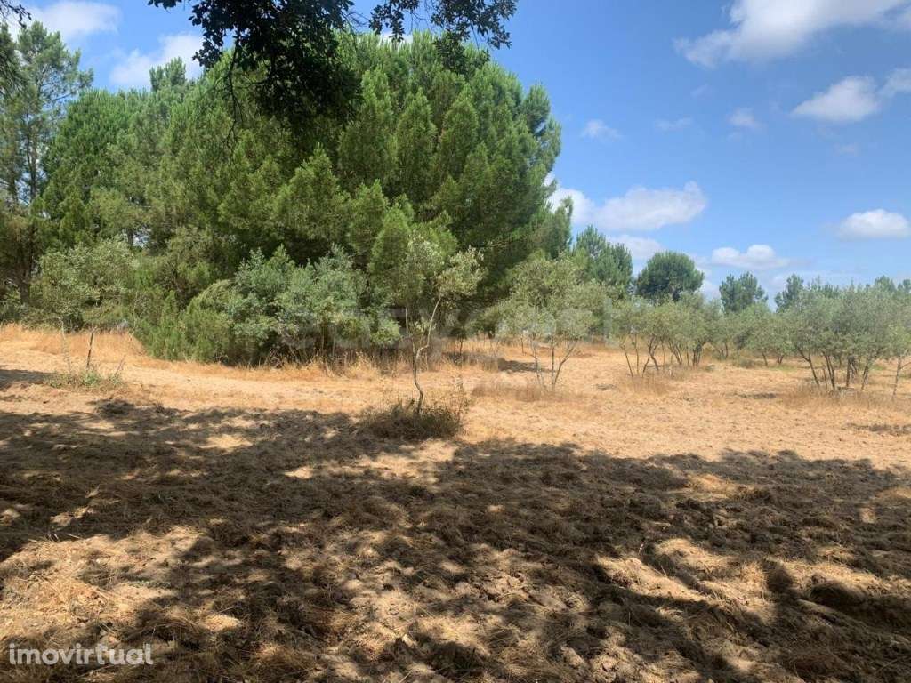 Olival situado na freguesia de Canha, concelho do Montijo - Grande imagem: 2/4