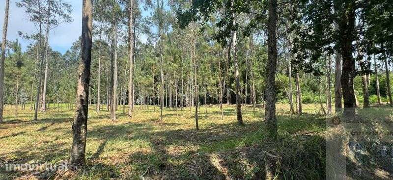 Terreno florestal 5.453 m² – Terroso | Póvoa de Varzim - Grande imagem: 4/12