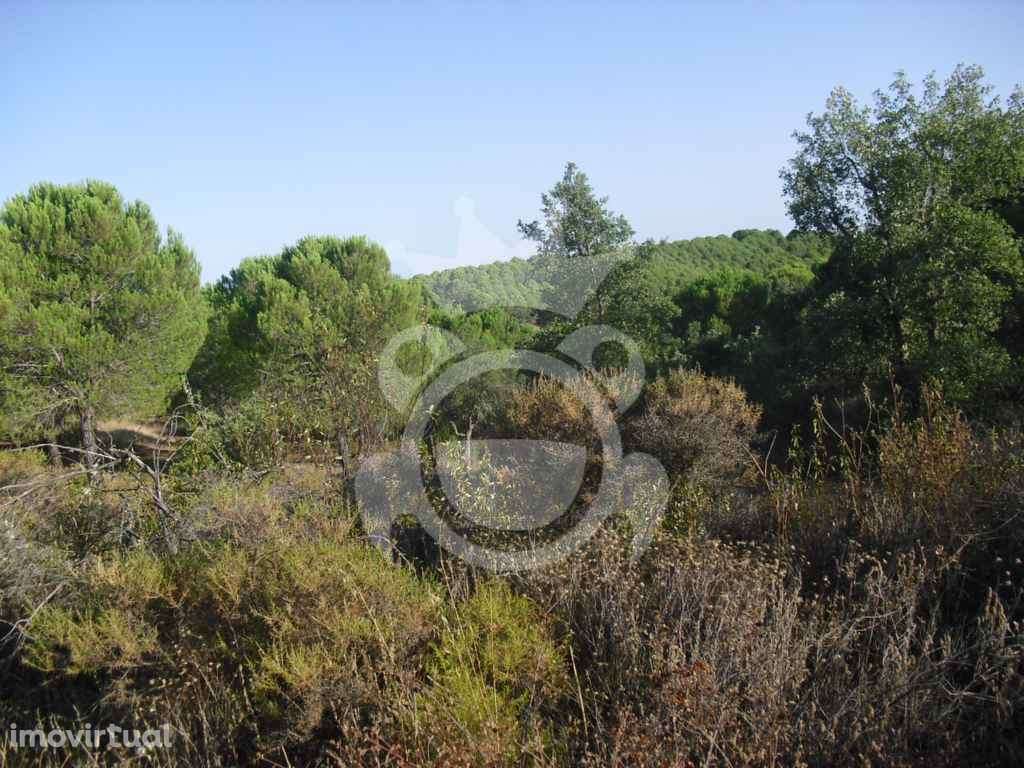 PROPRIEDADE RUSTICA COM 19,125 HECTARES - Grande imagem: 3/15