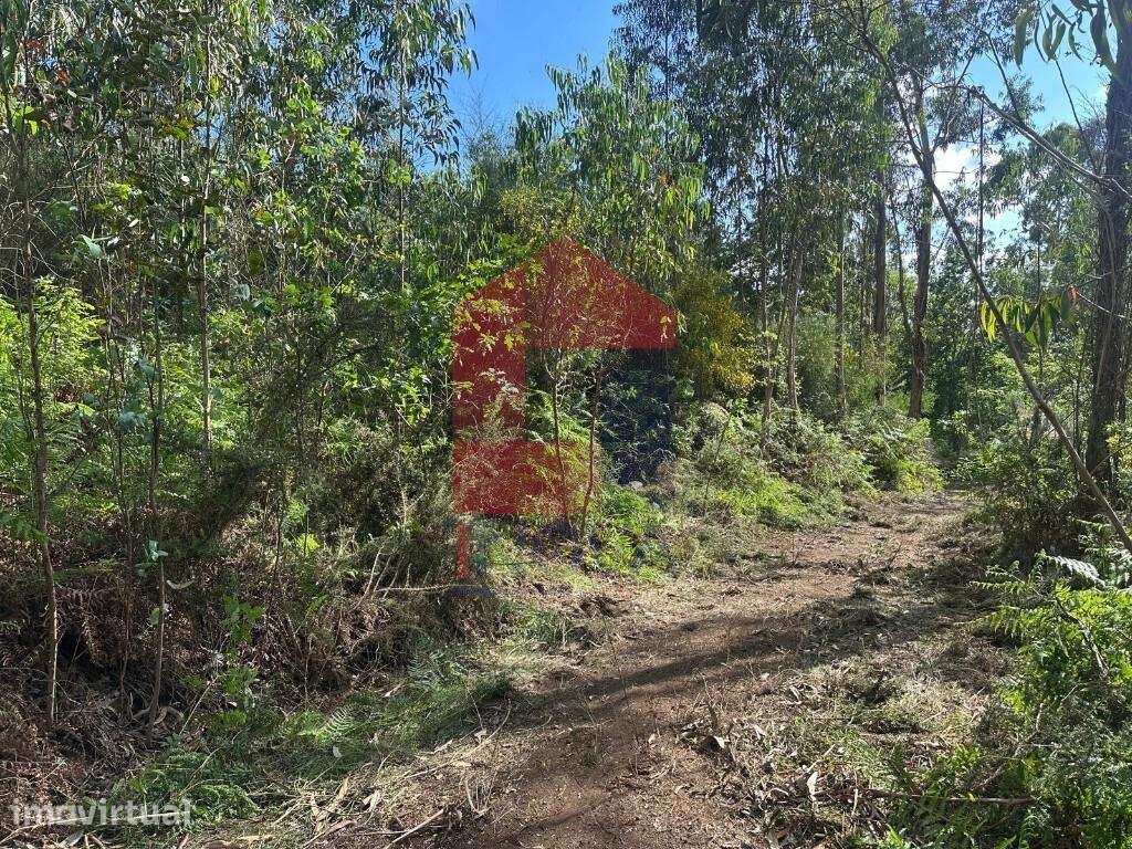 Terreno Florestal, Santiago Carreiras - Grande imagem: 2/25