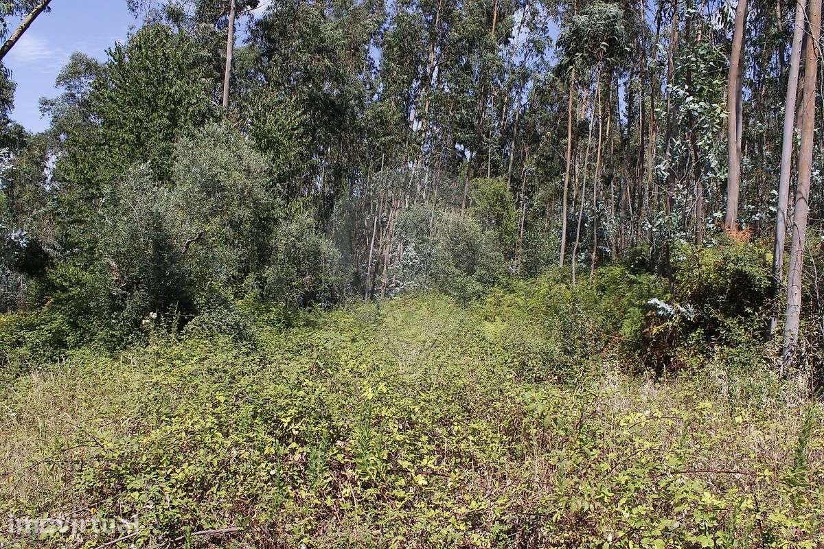 Terreno  para venda - Grande imagem: 2/44