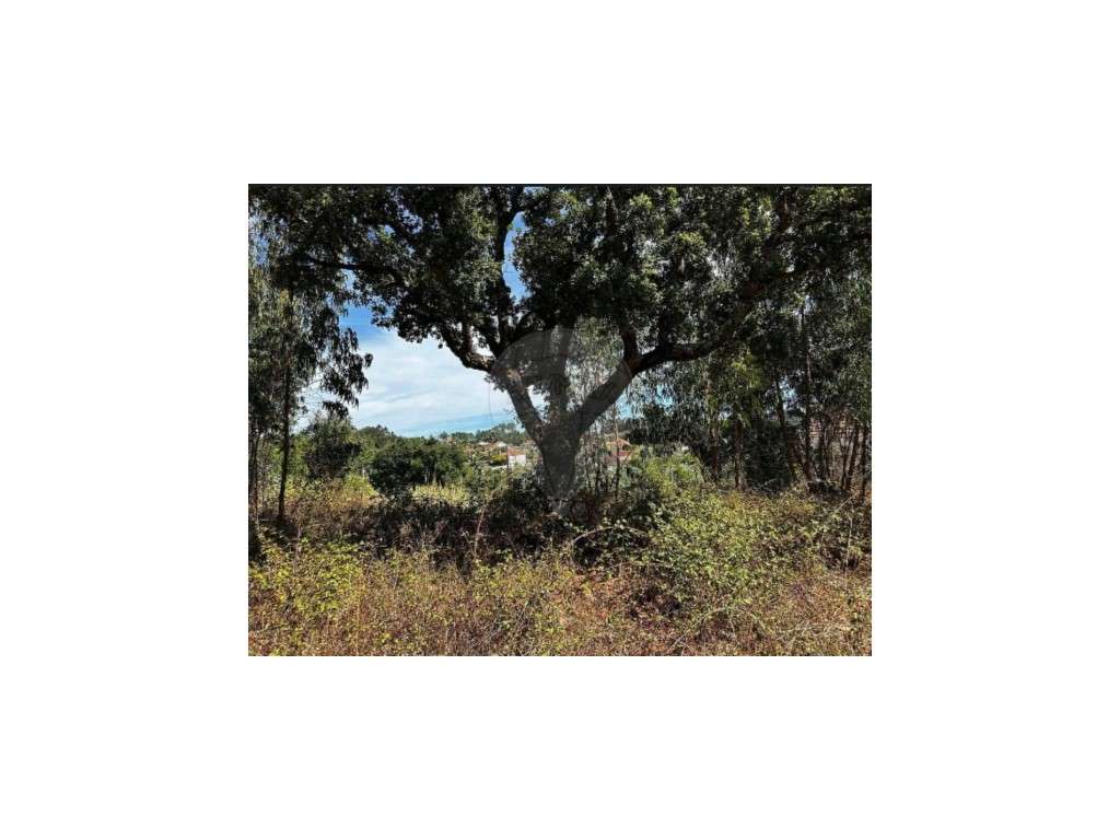 TERRENO RUSTICO OLALHAS TOMAR SANTAREM - Grande imagem: 5/12