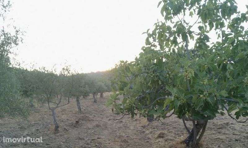 Terreno Freixo de Espada à Cinta (Salgueiro Peladouço) a 700m da vila. - Grande imagem: 3/3
