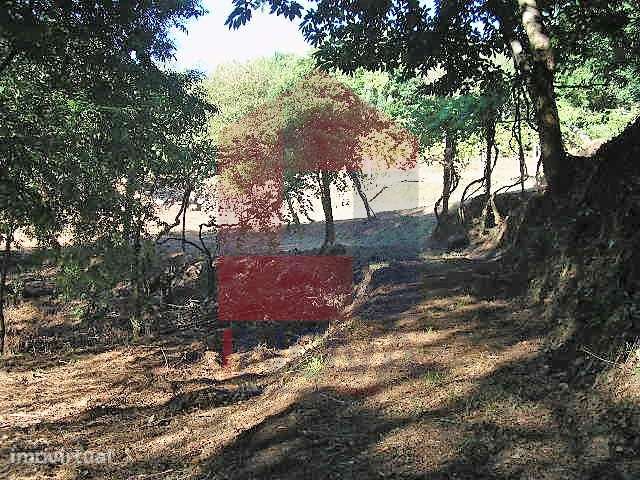 Terreno Florestal em Covas - Grande imagem: 2/17