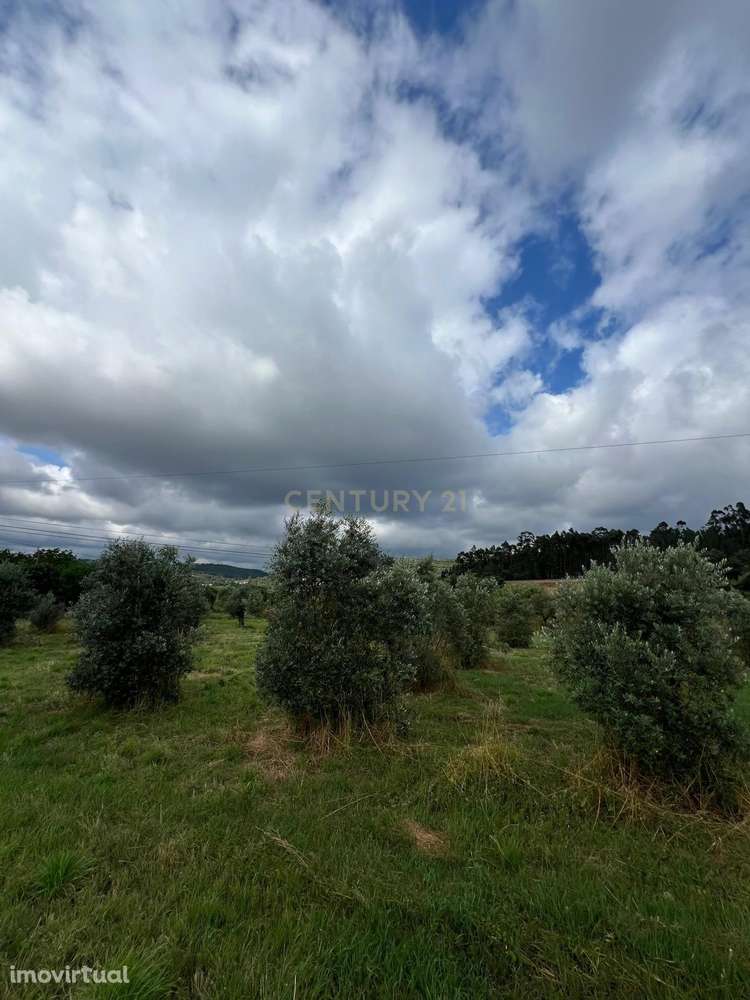 Terreno urbanizável - Ferrarias - Maças D. Maria - Grande imagem: 5/7