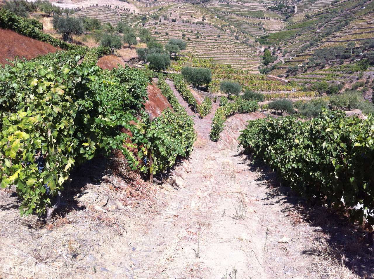 Quinta em Ervedosa do Douro - Grande imagem: 2/12
