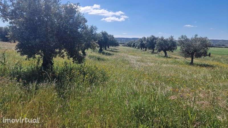 Terreno em Montalvo constância corela grande santarem  distrito Santar - Grande imagem: 4/7