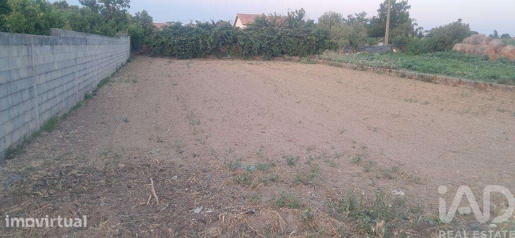 Terreno Agrícola em Ouca - Grande imagem: 3/3