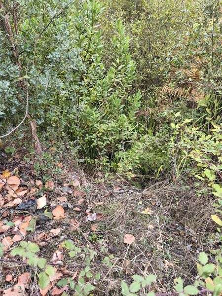 Terreno rústico em mós Moncorvo - Grande imagem: 2/8