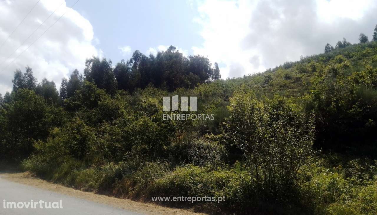 Venda Terreno, Tarouquela, Cinfães - Grande imagem: 4/45