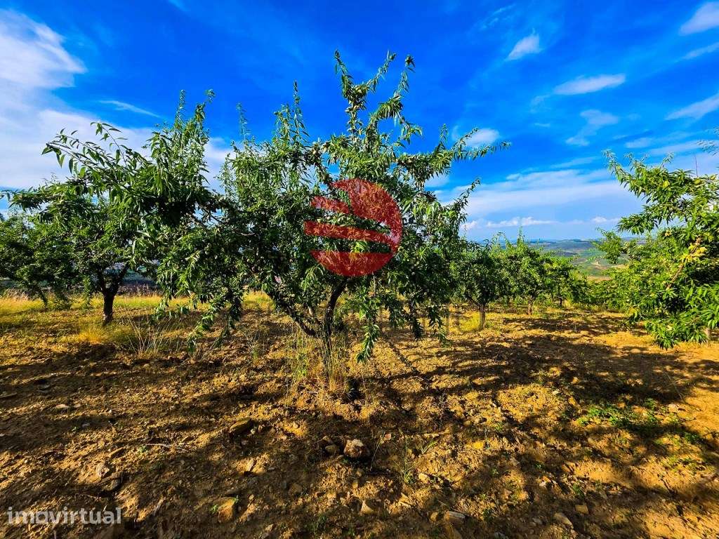 QUINTA NO DOURO SUPERIOR - Grande imagem: 4/12
