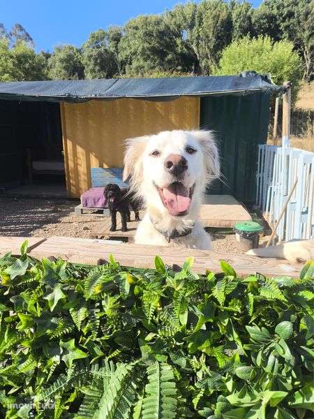 Trespasse terreno 7,000m2 - Grande imagem: 4/6