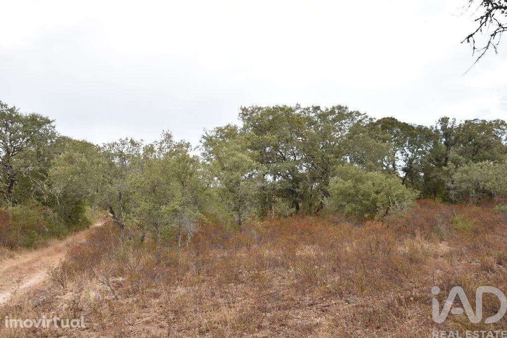 Terreno em Areias e Pias de 5640,00 m2 - Grande imagem: 3/30
