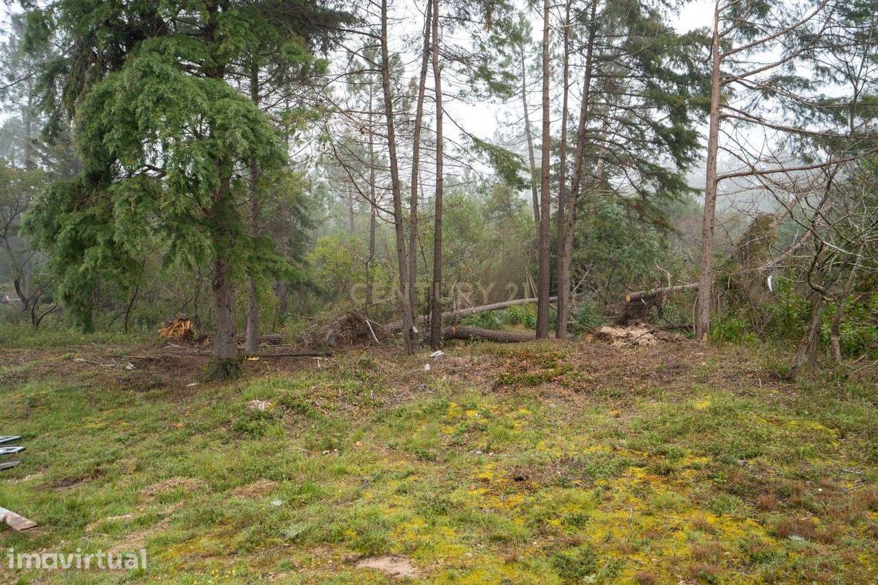 Terreno em Miranda do Corvo- Oportunidade Única por 37.000€ - Grande imagem: 2/8