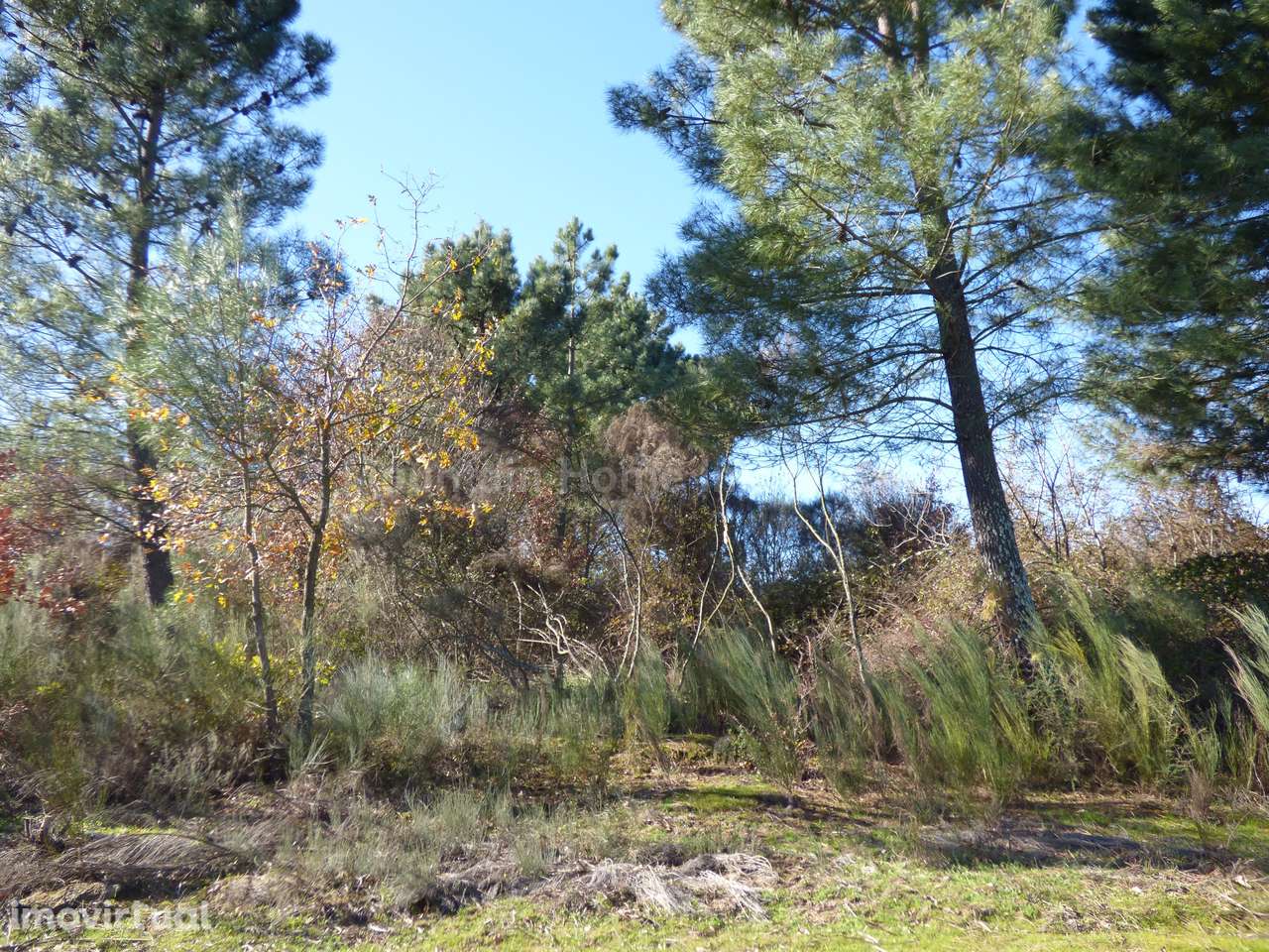 Terreno  Venda em Abrunhosa-a-Velha,Mangualde - Grande imagem: 3/6