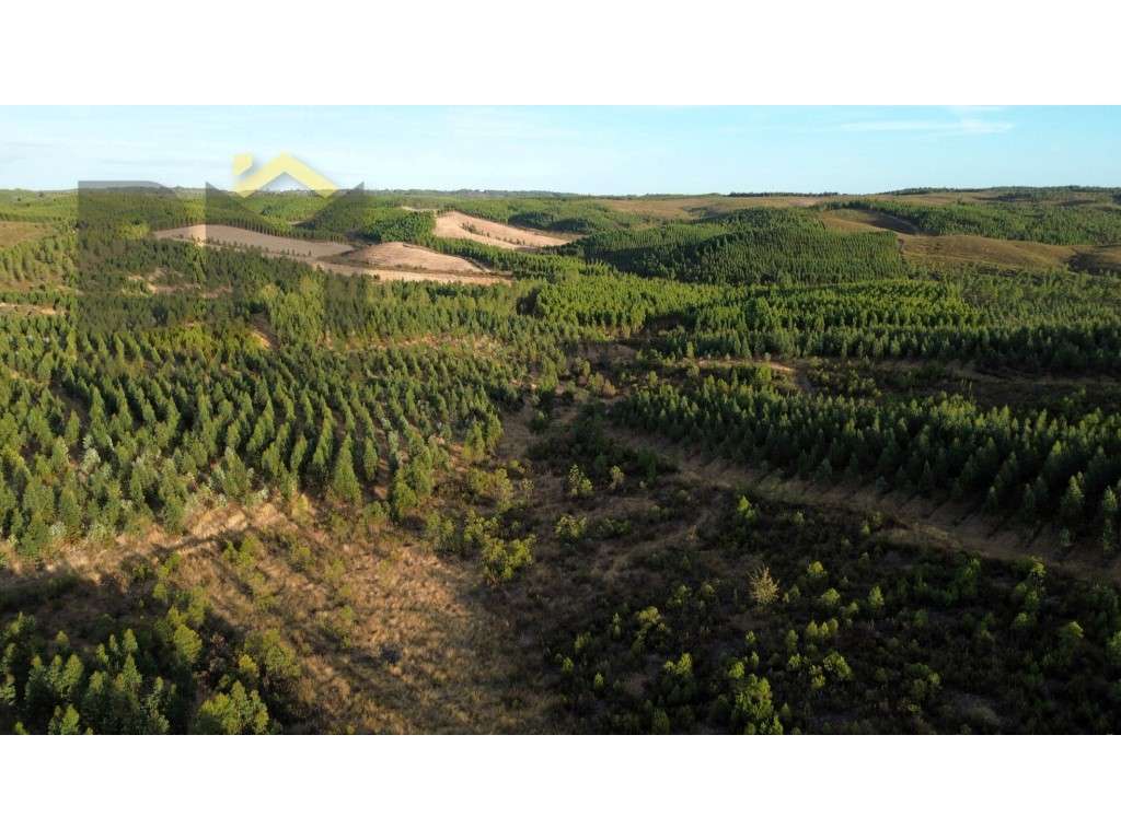 93 ha para venda no Sobral do Campo! - Grande imagem: 4/16