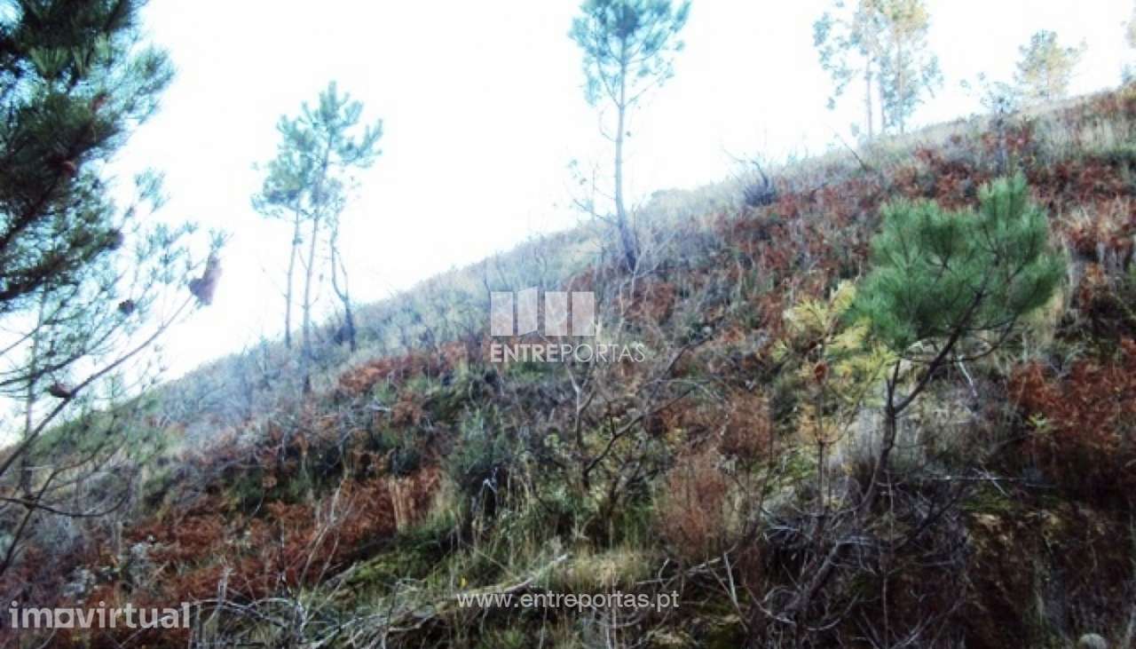 Venda Terreno, Tarouquela, Cinfães - Grande imagem: 2/13